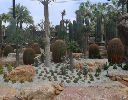 Beautiful cactus tree in the gardens outdoor and parksの写真素材