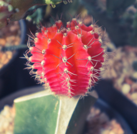 Beautiful cactus tree in the gardens outdoor and parksの写真素材