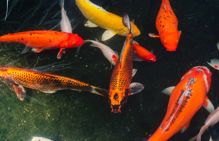 Beautiful red black white and orange colorful Koi fish in the water canalの写真素材
