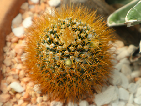 Beautiful cactus tree in the gardens outdoor and parksの写真素材