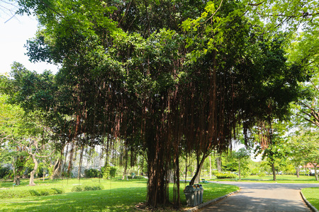 Beautiful green tree, plants, forest and flowers in the outdoor gardens and parksの写真素材