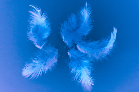 Beautiful texture abstract color white gray blue and purple feathers on blue background pattern and wallpaperの写真素材