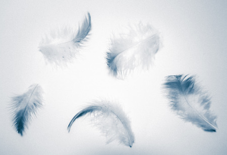 Beautiful abstract color white and blue feathers isolated on white background pattern and wallpaper