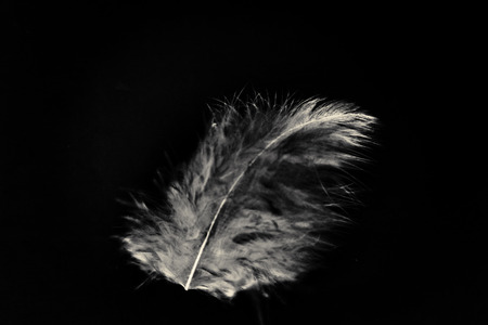 Beautiful abstract color white gray and pink feathers isolated on black background pattern and wallpaperの写真素材