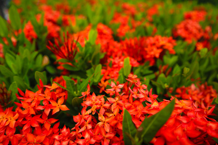 Beautiful abstract texture red and orange spike flowersの写真素材