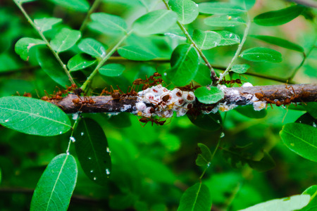 Beautiful close up red ant nest on the tree leaf in green nature gardenの写真素材