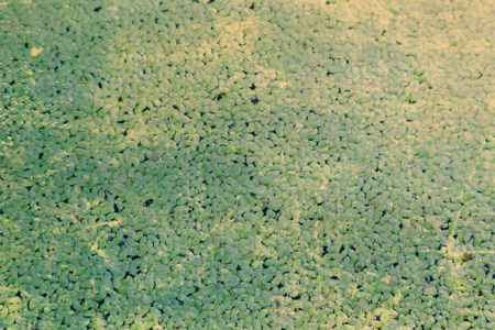 Beautiful abstract texture tree leaf green white and black wall pattern background and wallpaperの写真素材