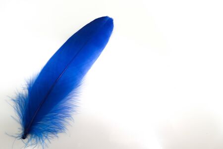 Beautiful abstract texture color red gray blue and black feathers on white isolated background and pattern wallpaperの写真素材