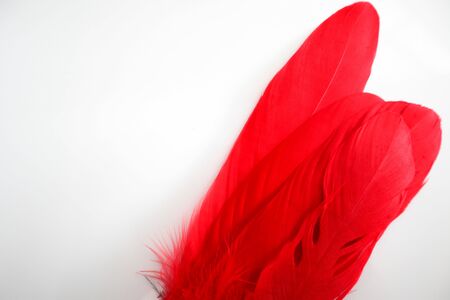 Beautiful abstract texture color red gray blue and black feathers on white isolated background and pattern wallpaperの写真素材