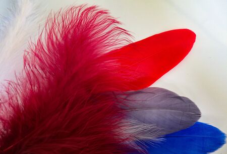 Beautiful abstract texture color red gray blue and black feathers on white isolated background and...
