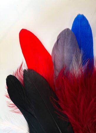 Beautiful abstract texture color red gray blue and black feathers on white isolated background and pattern wallpaperの写真素材