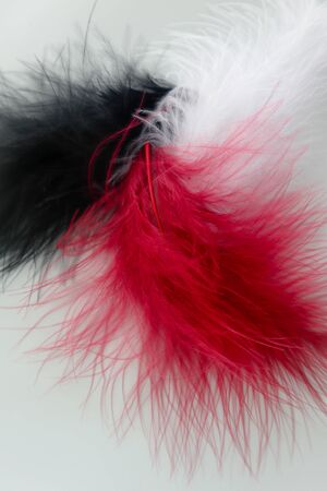 Beautiful abstract texture color red gray blue and black feathers on white isolated background and...