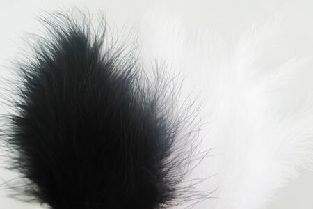 Beautiful abstract texture color red gray blue and black feathers on white isolated background and pattern wallpaperの写真素材