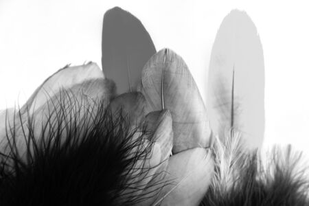 Beautiful abstract texture color gray and black feathers on the white isolated background and pattern wallpaperの写真素材