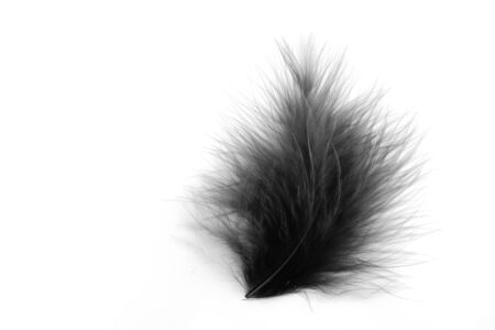 Beautiful abstract texture color gray and black feathers on the white isolated background and pattern wallpaperの写真素材