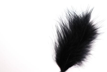 Beautiful abstract texture color gray and black feathers on the white isolated background and pattern wallpaperの写真素材