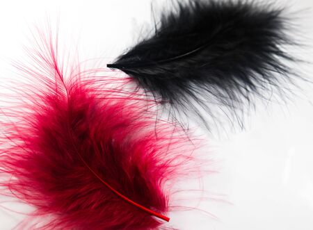 Beautiful abstract texture color red pink and black feathers on the white isolated background and pattern wallpaperの写真素材