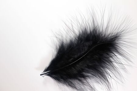 Beautiful abstract texture color gray and black feathers on the white isolated background and pattern wallpaperの写真素材