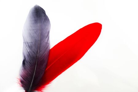 Beautiful abstract texture color red pink and black feathers on the white isolated background and pattern wallpaperの写真素材