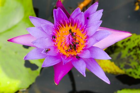 Beautiful abstract close up color purple red pink and pink lotus flowers in the gardenの写真素材