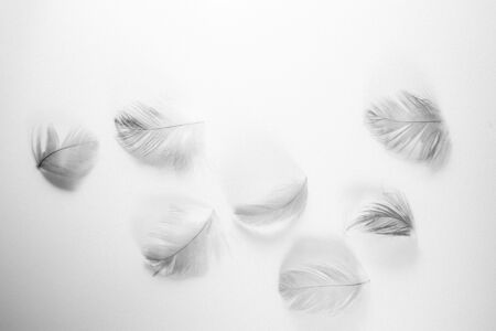 Beautiful abstract close up color white and black feathers on white isolated background and wallpaperの写真素材