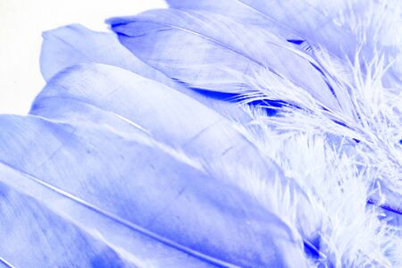 Beautiful abstract close up white light blue and purple feathers background and wallpaperの写真素材