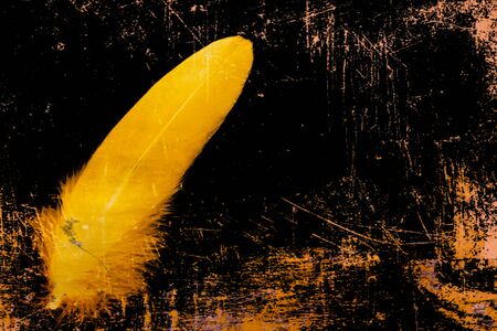 Beautiful abstract close up gold and yellow feather on darkness black  isolated background and wallpaperの写真素材
