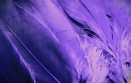 Beautiful abstract close up color white purple and pink feathers background and wallpaperの写真素材