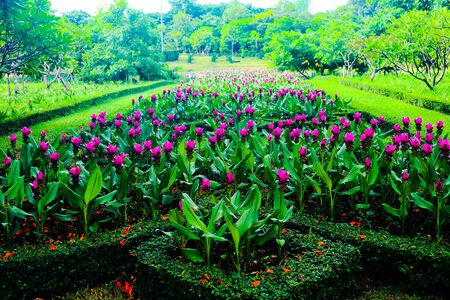 Beautiful abstract color red and pink flowers in the public garden parksの写真素材