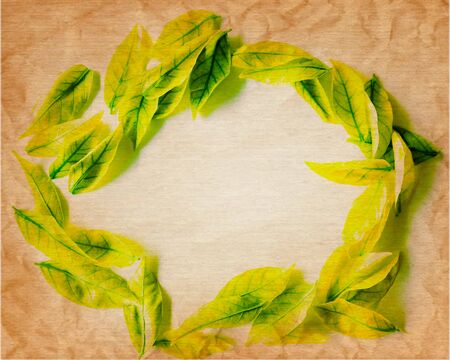 Beautiful abstract color yellow and green tree leaf on the white and brown isolated background and wallpaperの写真素材
