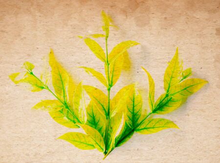 Beautiful abstract color yellow and green tree leaf on the white and brown isolated background and wallpaperの写真素材