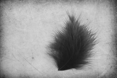 Beautiful abstract close up color gray and black feathers on the white isolated paper background and wallpaperの写真素材