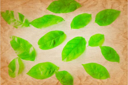 Beautiful abstract color yellow and green tree leaf on the white and brown isolated background and wallpaperの写真素材