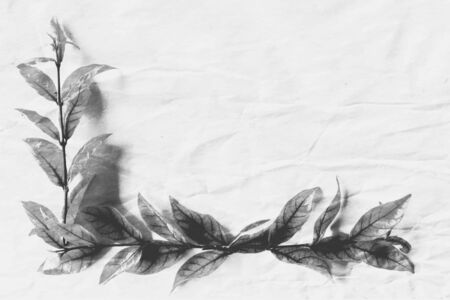 Beautiful abstract close up color white and black tree leaves on the white isolated background and wallpaperの写真素材
