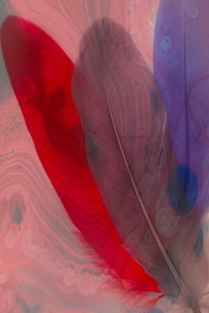 Beautiful abstract texture color red gray blue and black feathers on the colorful isolated background and pattern wallpaperの写真素材