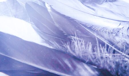 Beautiful abstract close up color purple light and pink feathers background and wallpaperの写真素材