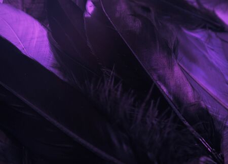 Beautiful abstract close up color black purple light and pink feathers background and wallpaperの写真素材