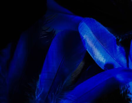 Beautiful abstract close up color black purple and light blue feathers background and wallpaperの写真素材