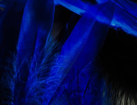 Beautiful abstract close up color black purple and light blue feathers background and wallpaperの写真素材