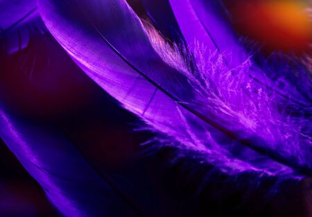 Beautiful abstract close up color black purple feathers background and wallpaperの写真素材