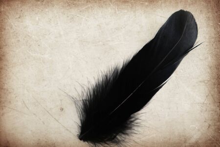 Beautiful abstract color gray and black feather on the brown and white isolated background and wallpaperの写真素材
