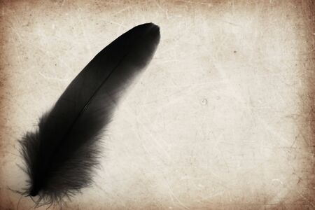Beautiful abstract color gray and black feather on the brown and white isolated background and wallpaperの写真素材
