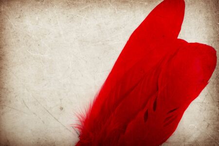 Beautiful abstract color pink and red feather on the brown and white isolated background and wallpaperの写真素材