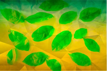 Beautiful abstract color yellow and green tree leaves on the orange and green isolated background and wallpaperの写真素材