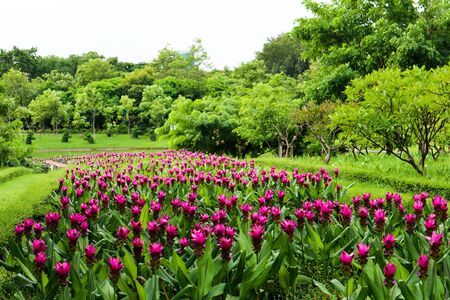 Beautiful colorful red and pink flowers and green nature plant tree forest in the public garden and green city parksの写真素材