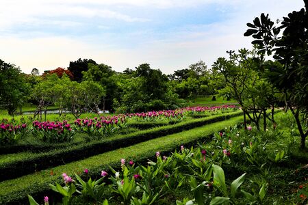Beautiful colorful red and pink flowers and green nature plant tree forest in the public garden and green city parksの写真素材