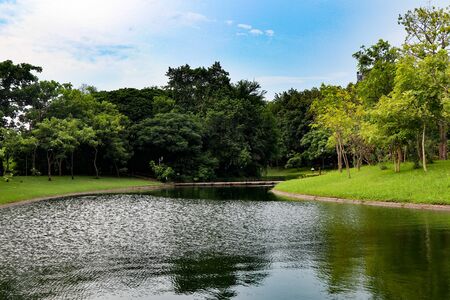 Beautiful colorful flowers and green nature plant tree forest in the public garden and green city parksの写真素材