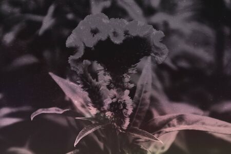 Beautiful abstract texture colorful black and white flowers and tree plant forest landscape  on the...