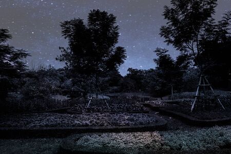 Beautiful abstract texture colorful black and white flowers and tree plant forest landscape  on the darkness and aurora Polaris and the stars on the sky milky way galaxy background and wallpaperの写真素材