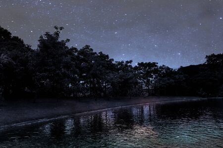 Beautiful abstract texture colorful black and white flowers and tree plant forest landscape  on the darkness and aurora Polaris and the stars on the sky milky way galaxy background and wallpaperの写真素材